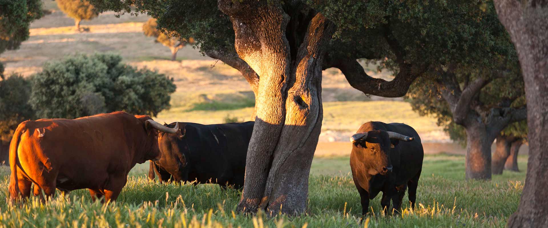 Toro bravo y dehesa