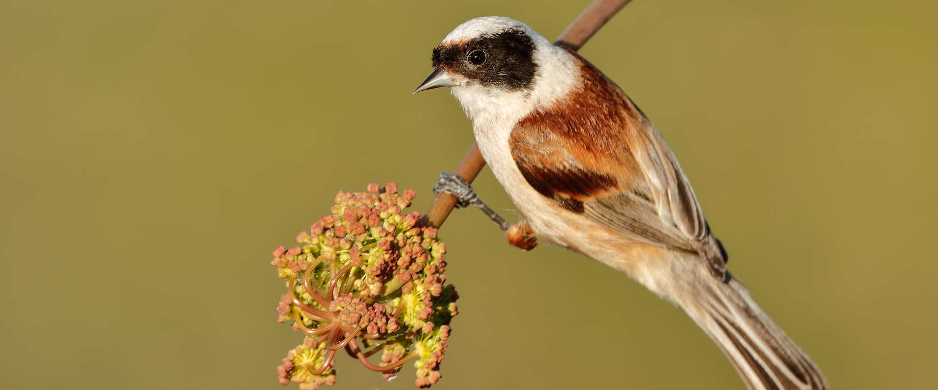 observação de aves