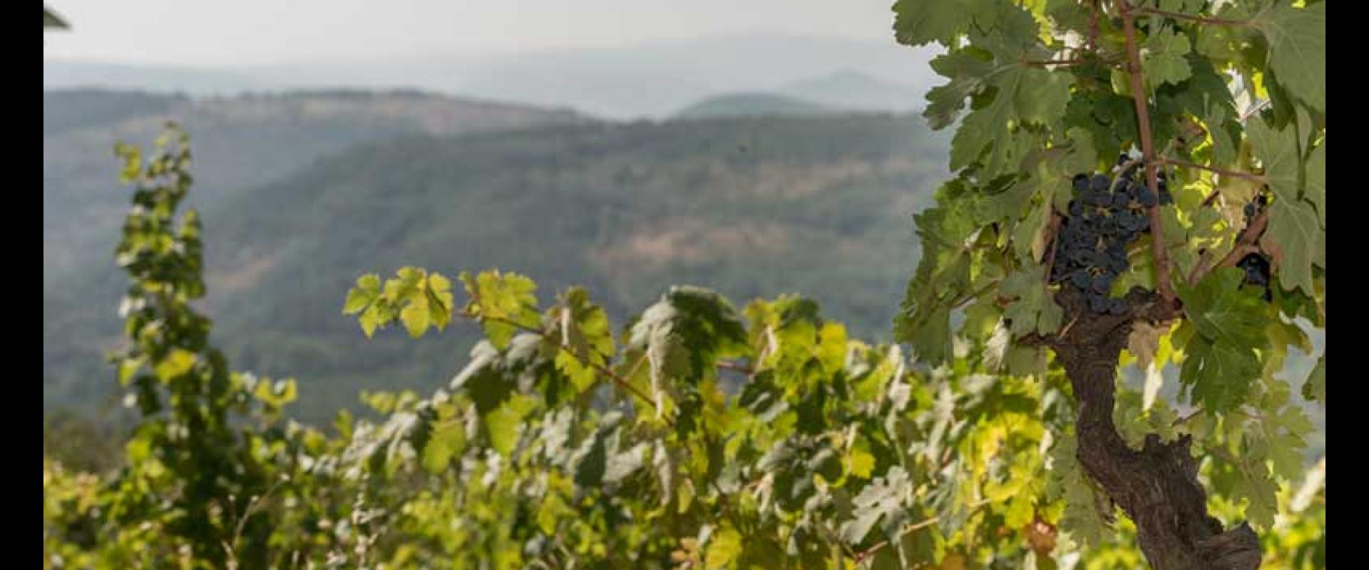 Ruta del Vino Sierra de Francia