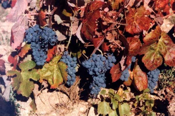 The grape harvest