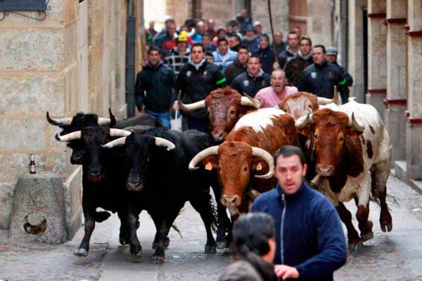 Bull Carnival