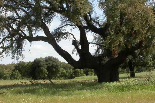 Valdelosa Cork oak Trees