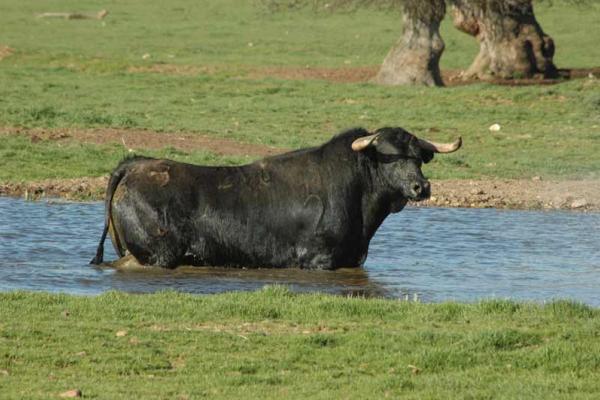Ganadería Los Bayones. Finca “El Vecino”