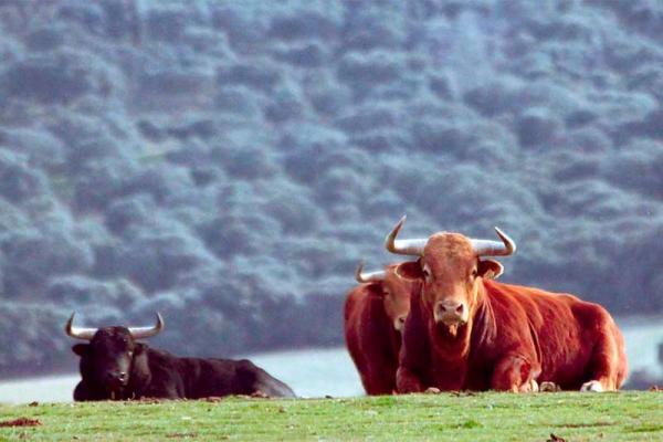 Ganadería El Pilar. Finca “El Puerto de la Calderilla”